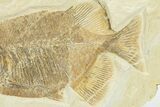 Fossil Fish (Phareodus) - Wyoming #207902-3
